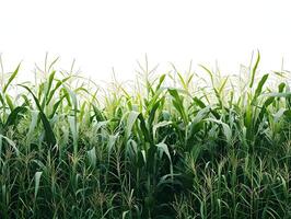 ai generado maíz campo creciente aislado en blanco antecedentes. alto calidad. ai generativo foto
