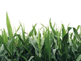 AI generated Agriculture field isolated on white background. High quality. AI Generative photo