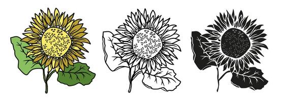 Sunflower hand drawn illustration in color for design set. Vector doodle floral elements