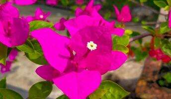 Bougainvillea flowers are pink photo