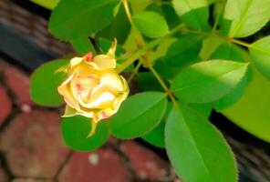 pequeño amarillo rosas floración en el Mañana foto