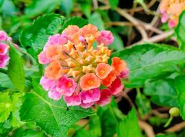 three-colored lantana camara flower photo