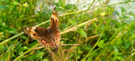 un de ojos marrones mariposa encaramado en el parte superior de el césped foto