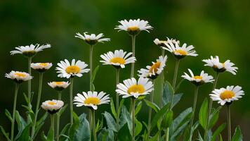 ai generado margaritas en varios etapas de crecimiento en contra verde naturaleza foto