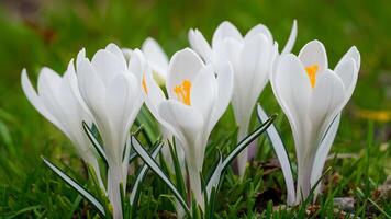 AI generated Clean white background highlights blooming white crocus flowers in spring photo
