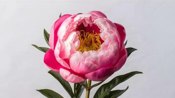 ai generado Exquisito rosado peonía flor exhibido en aislado blanco fondo foto