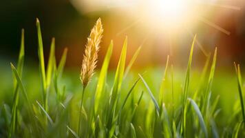 AI generated Spring summer background captured in close up macro, featuring grass and sun photo