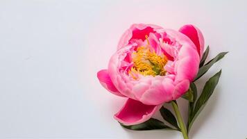 AI generated Beautiful fresh pink peony flower isolated on white background photo