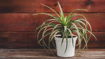 AI generated Spider plant chlorophytum in white flowerpot on wooden background photo