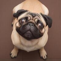 AI generated Pug perfection Adorable 3 year old pug gazes at the camera For Social Media Post Size photo