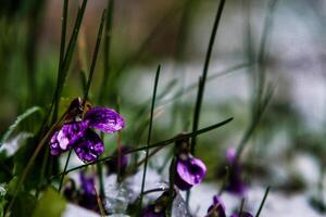 Violeta flores inmerso en Fresco nieve a el comienzo de primavera. contraste Entre climático estaciones foto