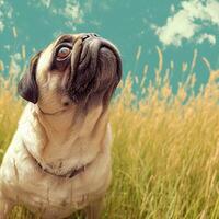 AI generated Vintage charm Old pug gazes at the horizon in a meadow For Social Media Post Size photo