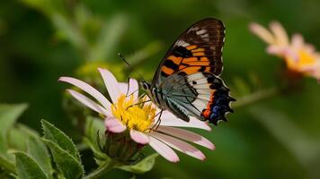 ai generado aporía crataegi mariposa sentado en pálido flor, muy agudo foto