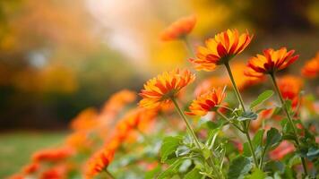 AI generated Blurred background captures beautiful autumn flowers in fall garden park photo