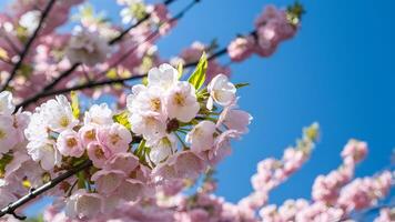 ai generado Cereza flores en primavera conjunto en contra sereno azul cielo foto