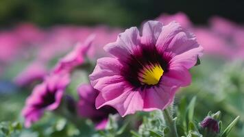 ai generado petunia macro en verano primavera campo con bokeh antecedentes foto