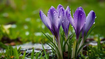 ai generado azul azafrán con agua gotas en primavera antecedentes foto