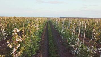 rader av ett äpple bruka var äpple träd är vuxen. antenn fotografi av de trädgård under blommande. vin industri. naturlig juice. organisk mat video