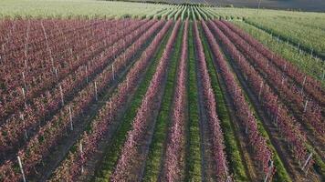 Reihen von ein Apfel Bauernhof wo Apfel Bäume sind gewachsen. Antenne Fotografie von das Garten während Blüte. Wein Industrie. natürlich Saft. organisch Essen video