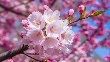 ai generado capturar cerca arriba de Cereza florecer árbol en rosado floración antecedentes foto