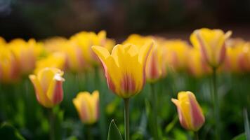 ai generado salvaje amarillo tulipán flor con hermosa bokeh luces antecedentes foto