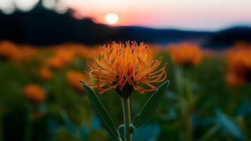 ai generado naranja Clavo flor Disparo con azul hora, fuera atención foto