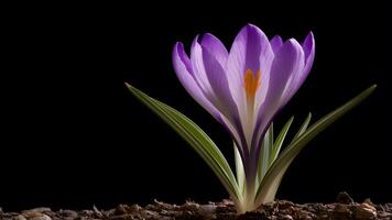 ai generado imagen Violeta azafrán primavera flor aislado en negro fondo, sorprendentes imagen foto