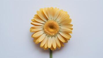 AI generated Frame Isolated yellow daisy flower captures attention on white backdrop photo