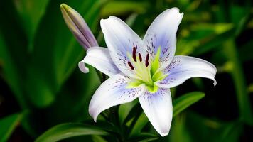 AI generated Blue lily flower isolated on white background, closeup nature photo