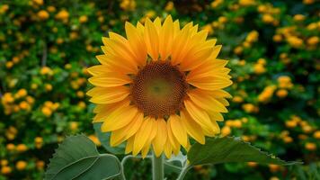 AI generated Sunflower against a green floral background exudes natural beauty photo