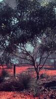 árvores e vermelho sujeira dentro a australiano arbusto campo video