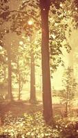 The sun shines through the trees in the forest video