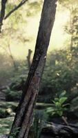 Dom brilla mediante arboles en brumoso tropical bosque video