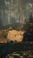 sequoia skog, lugn vidd av träd och stenar video