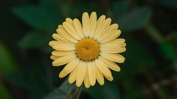 AI generated Close up yellow daisy flower with isolated white background photo