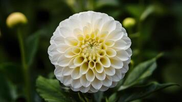 AI generated Isolated white dahlia flower features a striking yellow center photo