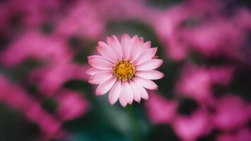 AI generated Pink bokeh adds beauty to abstract blurred background image photo