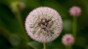 ai generado mechones circulo flor aislado en verde fondo, hermosa foto