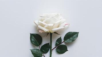 AI generated Single white rose isolated against a clean white background photo