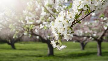 AI generated Banner of spring flower backgrounds with white blossom natural defocused photo