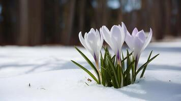 AI generated Start of spring symbolized by crocus flower emerging from snow photo