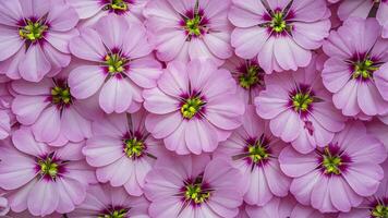 AI generated White background highlights striking geranium pelargonium flowers photo