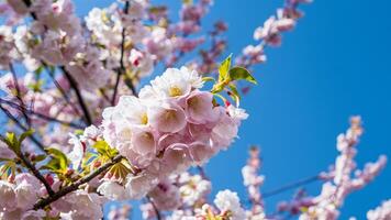 ai generado Cereza flores en primavera conjunto en contra sereno azul cielo foto