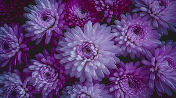 AI generated Soft pink and purple chrysanthemum flowers create nature abstract photo