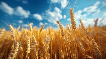 AI generated Close Up of Wheat Field With Blue Sky Background photo
