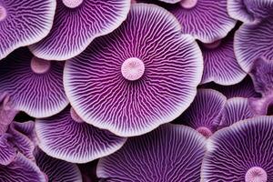 AI generated Mesmerizing Purple macro closeup mushrooms. Generate Ai photo