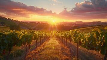 AI generated Sun Setting Over Vineyard photo