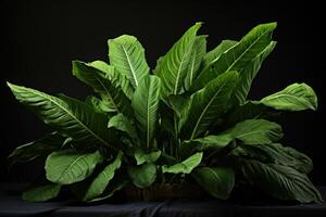 AI generated Glossy Plantain leaves. Generate Ai photo