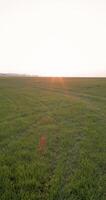 Gehen auf ländlich landwirtschaftlich Feld mit Abend Sonnenschein. Vertikale Aussicht video