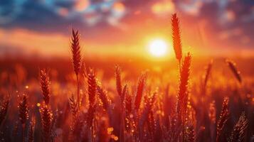 AI generated Sun Setting Over Tall Grass Field photo